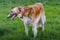 Borzoi or Russian Wolfhound or Russian Hunting Sighthound or Ð ÑƒÑÑÐºÐ°Ñ Ð¿ÑÐ¾Ð²Ð°Ñ Ð±Ð¾Ñ€Ð·Ð°Ñ I